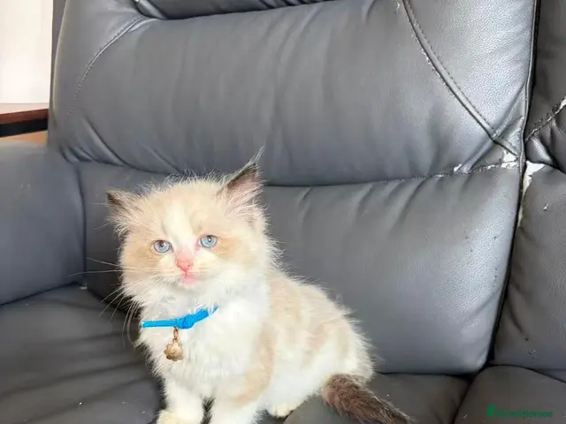 Ragdoll cats for sale: only 1 male cat - Advert 18