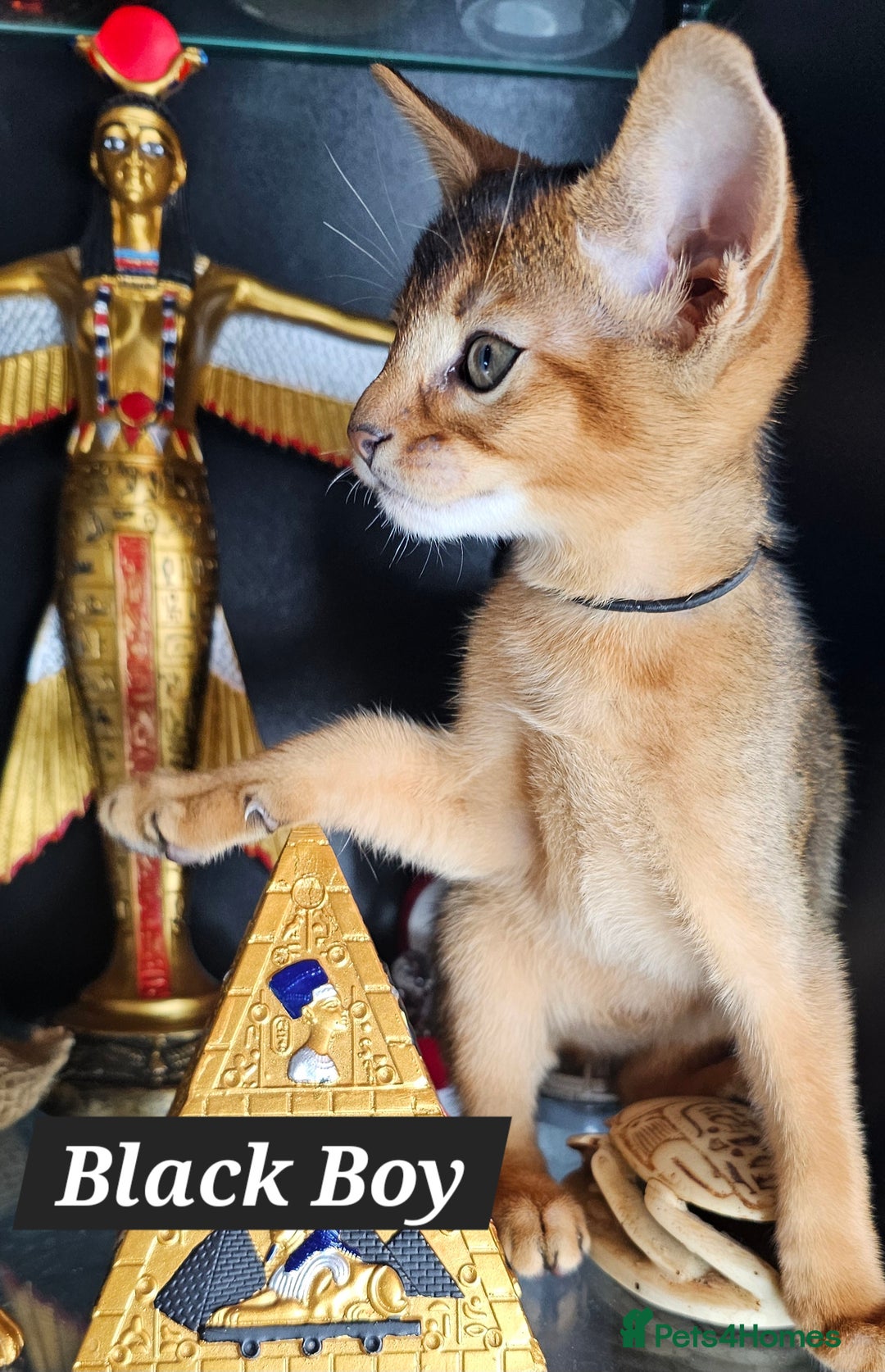 Abyssinian cats for sale: 4 Abyssinian kittens for sale - Advert 6