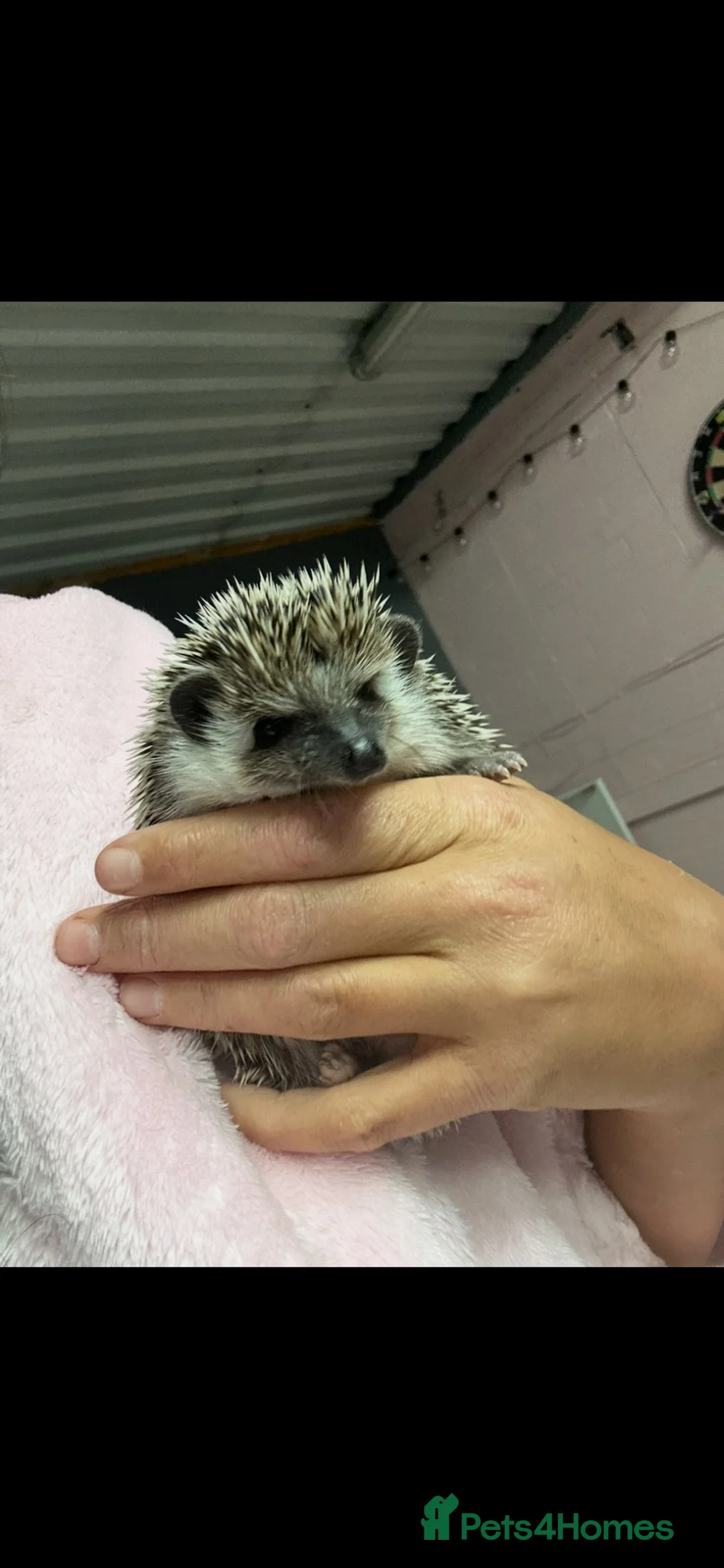Pygmy Hedgehog rodents for sale: Pygmy hedgehog with full set up💗 - Advert 2
