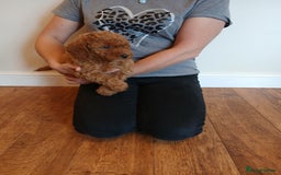 Labradoodle dogs for sale: Labradoodle puppies  - Image 4
