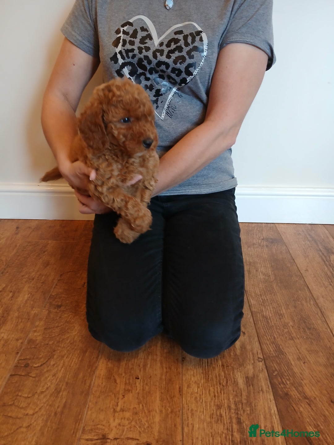Labradoodle dogs for sale: Labradoodle puppies  - Image 4