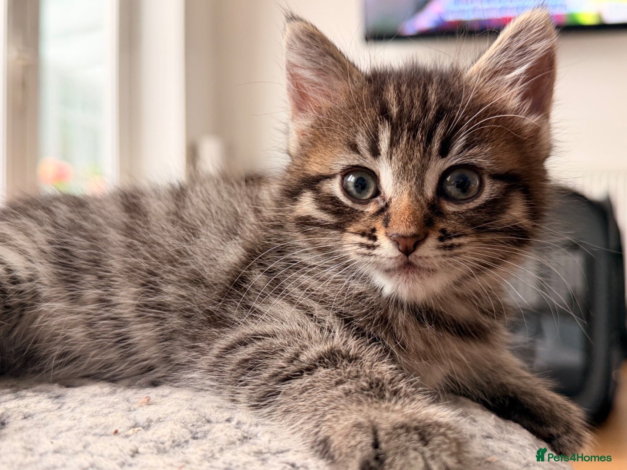 Mixed Breed cats Beautiful Kittens - Advert 17
