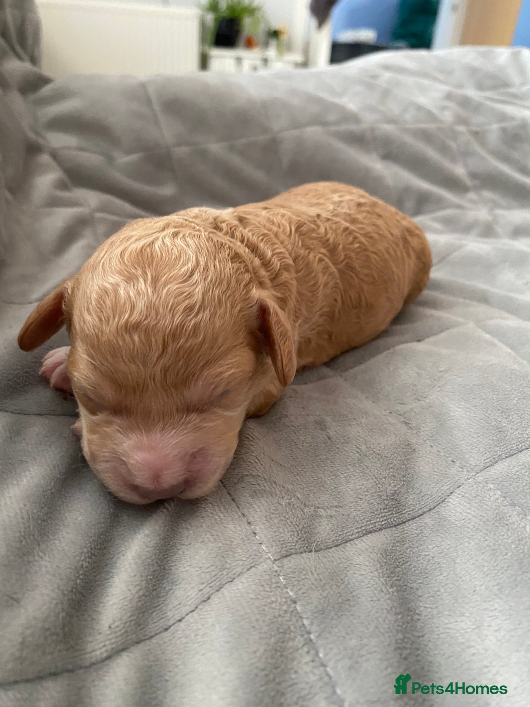 Cockapoo dogs for sale: F1b cockapoo video call viewings available  - Advert 18