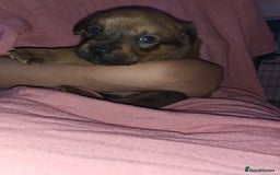 Mixed Breed dogs for sale: Beautiful Ridgeback Staffy x Rottweiler Puppies - Advert 27