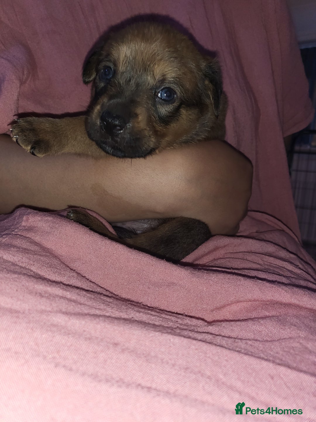 Mixed Breed dogs for sale: Beautiful Ridgeback Staffy x Rottweiler Puppies - Advert 27