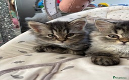 Persian cats for sale: Last Kitten Available! Persian silver black female - Image 26