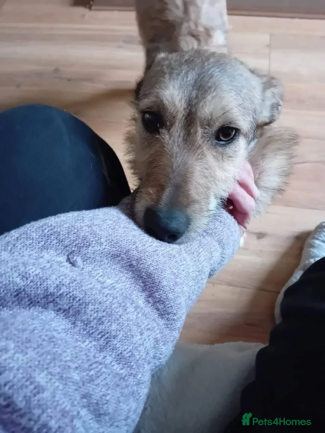 Mixed Breed dogs for adoption: Meet Bitsy,currently residing in Wrexham  in Wrexham - Advert 2