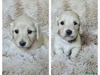 Miniature Dachshund dogs Beautiful long haired mini dachshunds - Advert 4