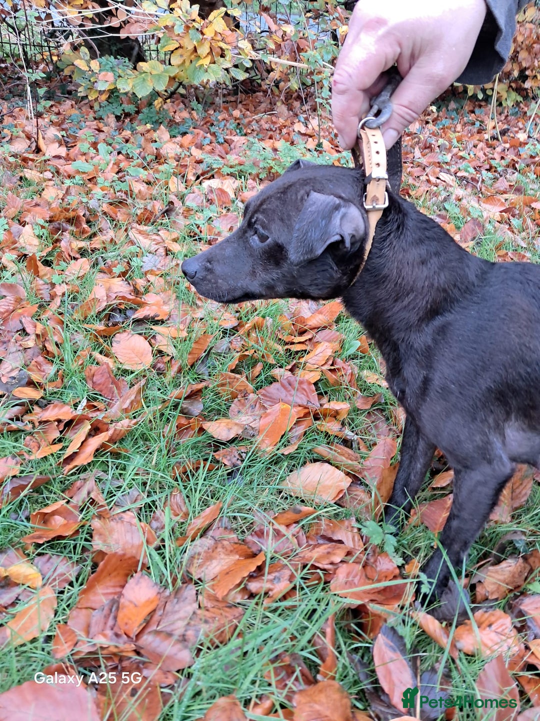 Mixed Breed dogs for sale: Patterdale/ fell terriers/ lakeland  - Image 26