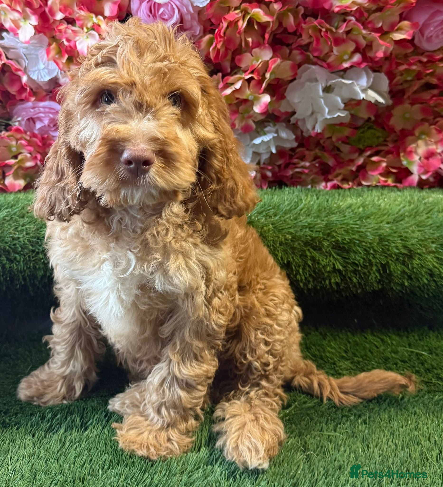 Cockapoo dogs F1 mini cockapoo boy 30 dna health tested clear  - Advert 2