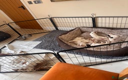 Clumber Spaniel dogs for sale: Clumber Spaniel Hybrid - Image 6