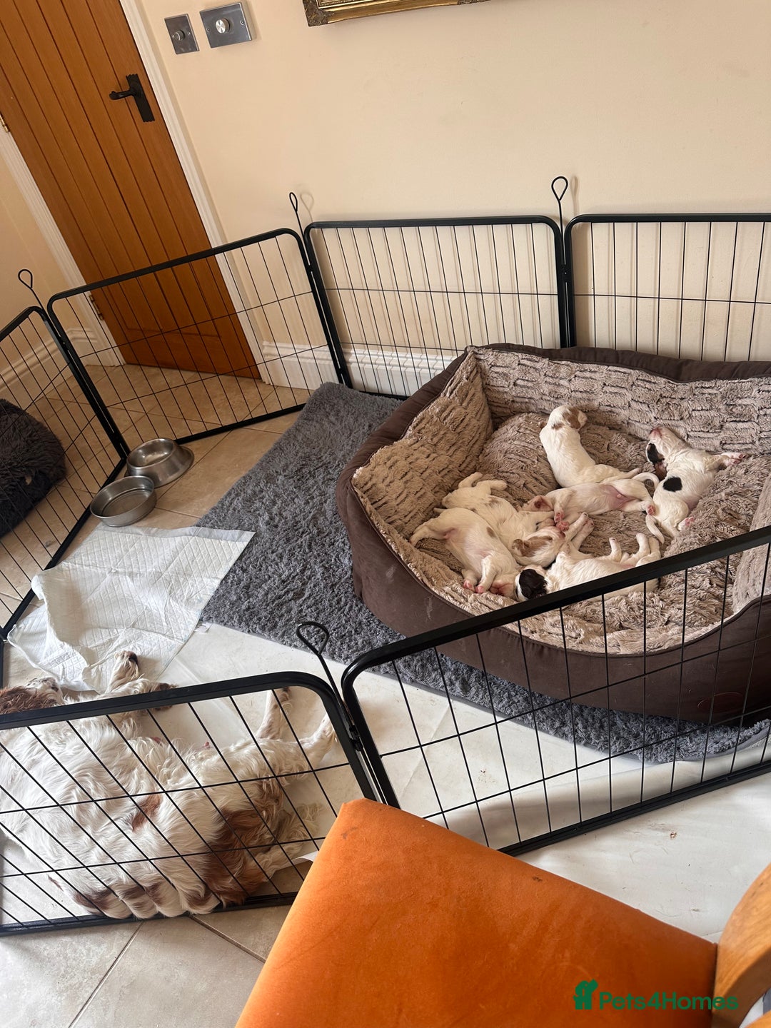 Clumber Spaniel dogs for sale: Clumber Spaniel Hybrid - Image 6