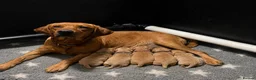 Labrador Retriever dogs for sale: Beautiful KC registered fox red Labrador puppies - Advert 1