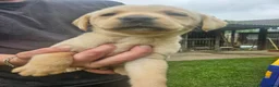 Labrador Retriever dogs for sale: Gorgeous baby Labradors  - Advert 8