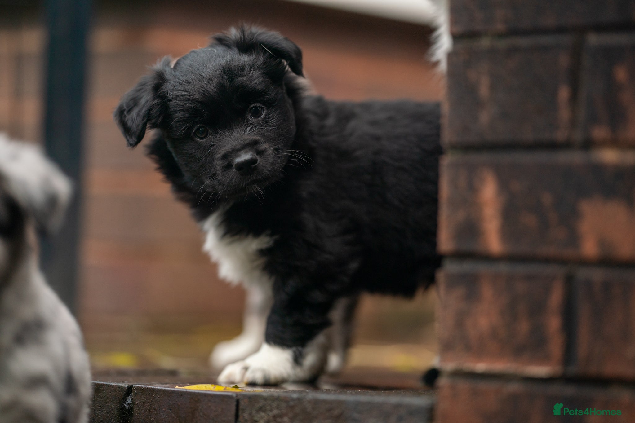 Australian Shepherd dogs Male MAS Available  - Advert 2