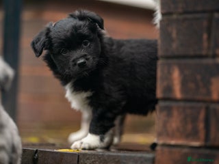 Australian Shepherd dogs Male MAS Available - Advert 4