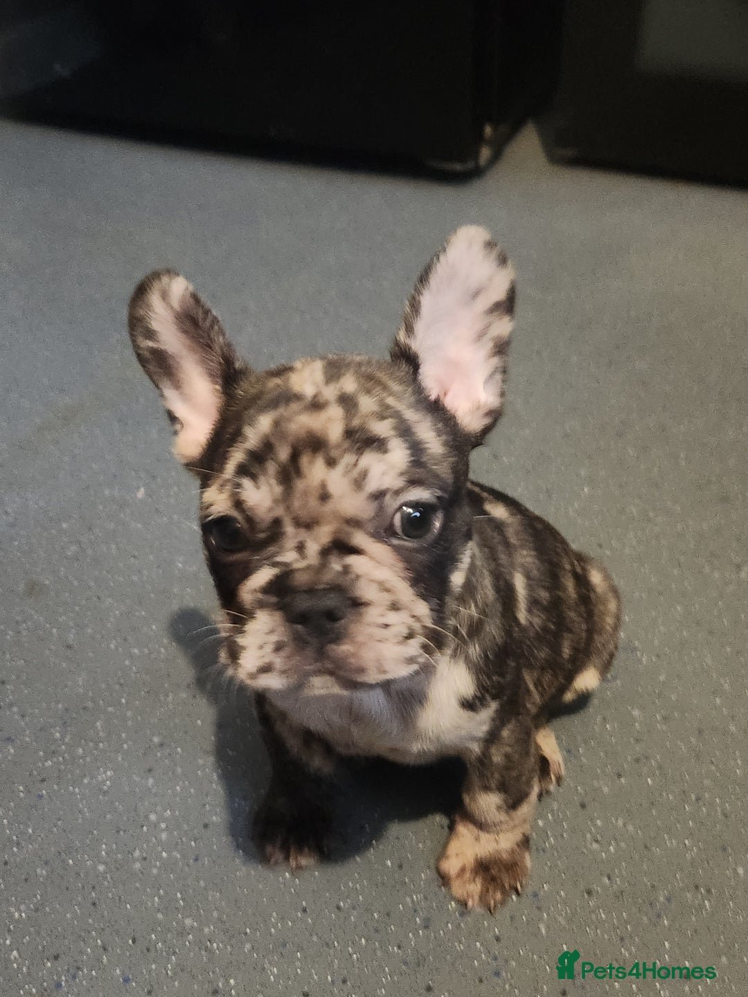 French Bulldog dogs for sale: Beautiful Puppy's For Sale  - Advert 22