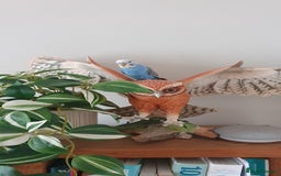 Budgerigars birds for sale: Hand tame baby blue  budgie  - Image 3
