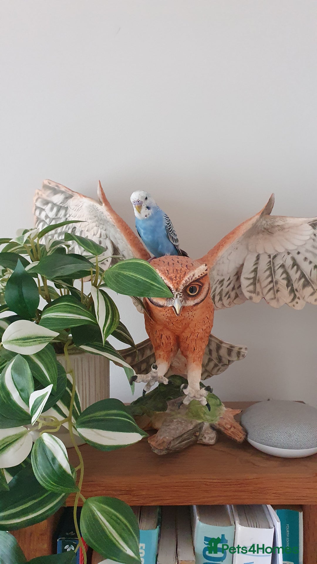 Budgerigars birds for sale: Hand tame baby blue  budgie  - Image 3
