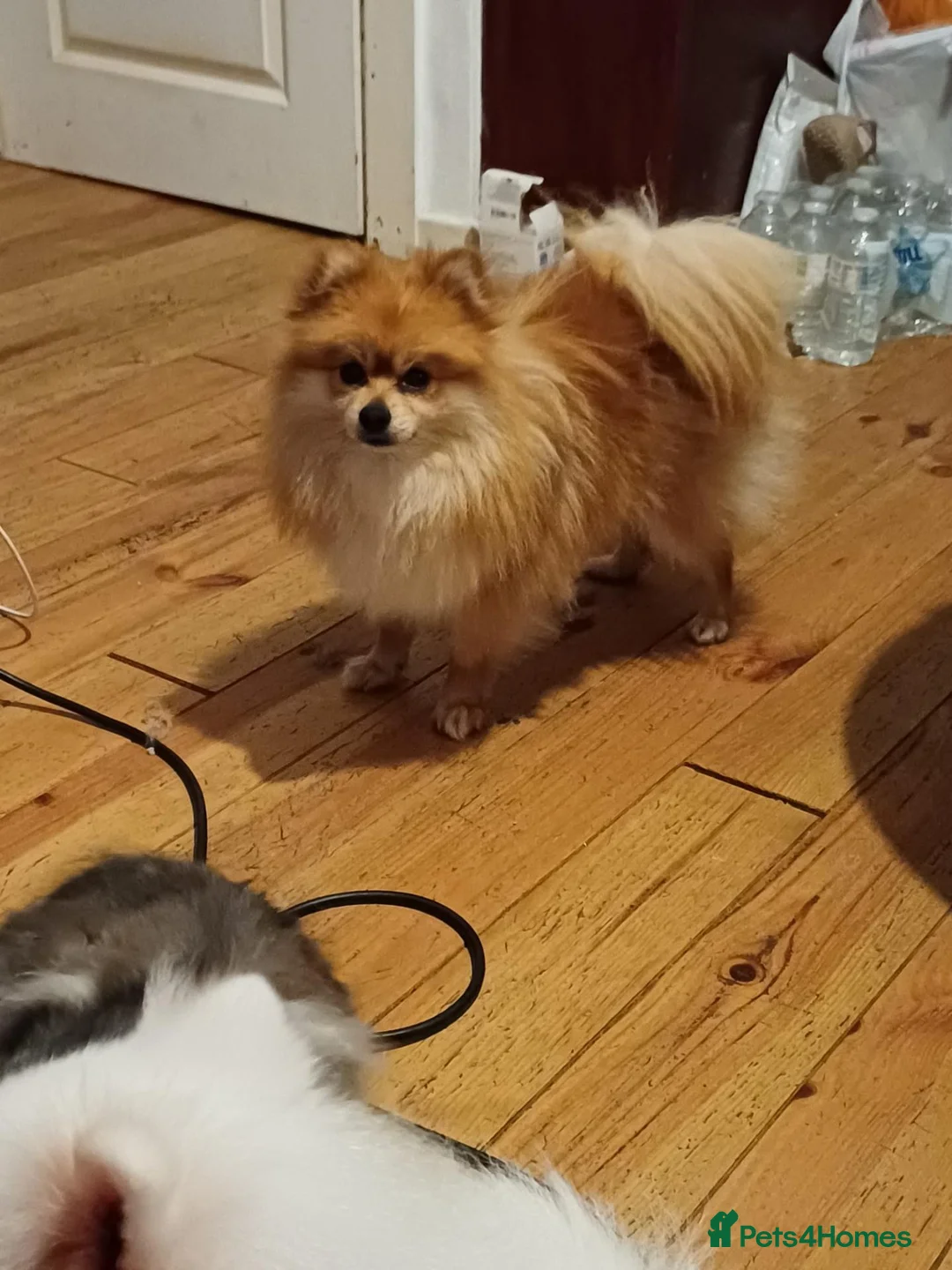 Pomeranian dogs for sale: Male Pomeranian 2 Years Old - Advert 15
