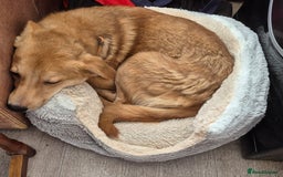 Mixed Breed dogs for adoption: 💖🐶 LESSY 🐶💖 - Image 10
