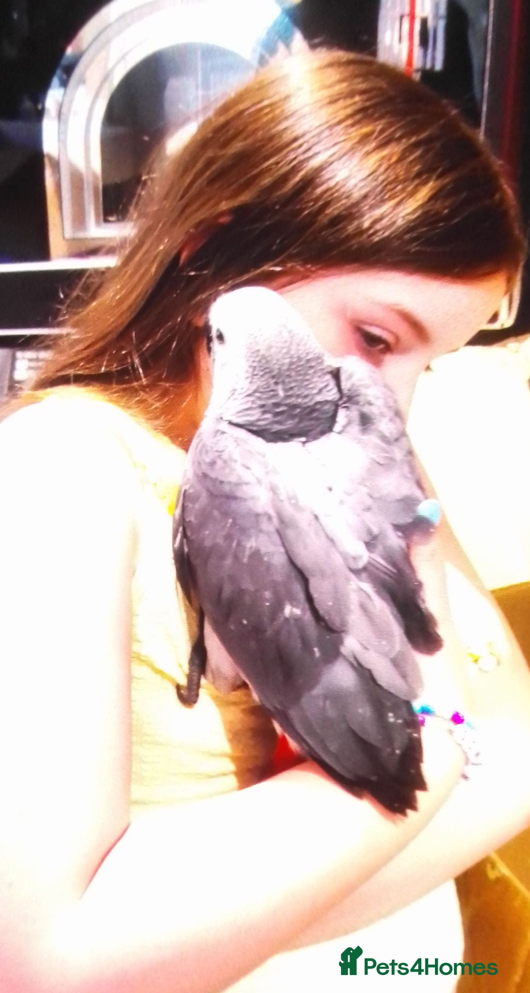 Parrots birds African grey parrot babies for sale  - Advert 11