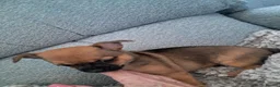 Chihuahua dogs for sale: Chihuahua puppies  - Advert 5