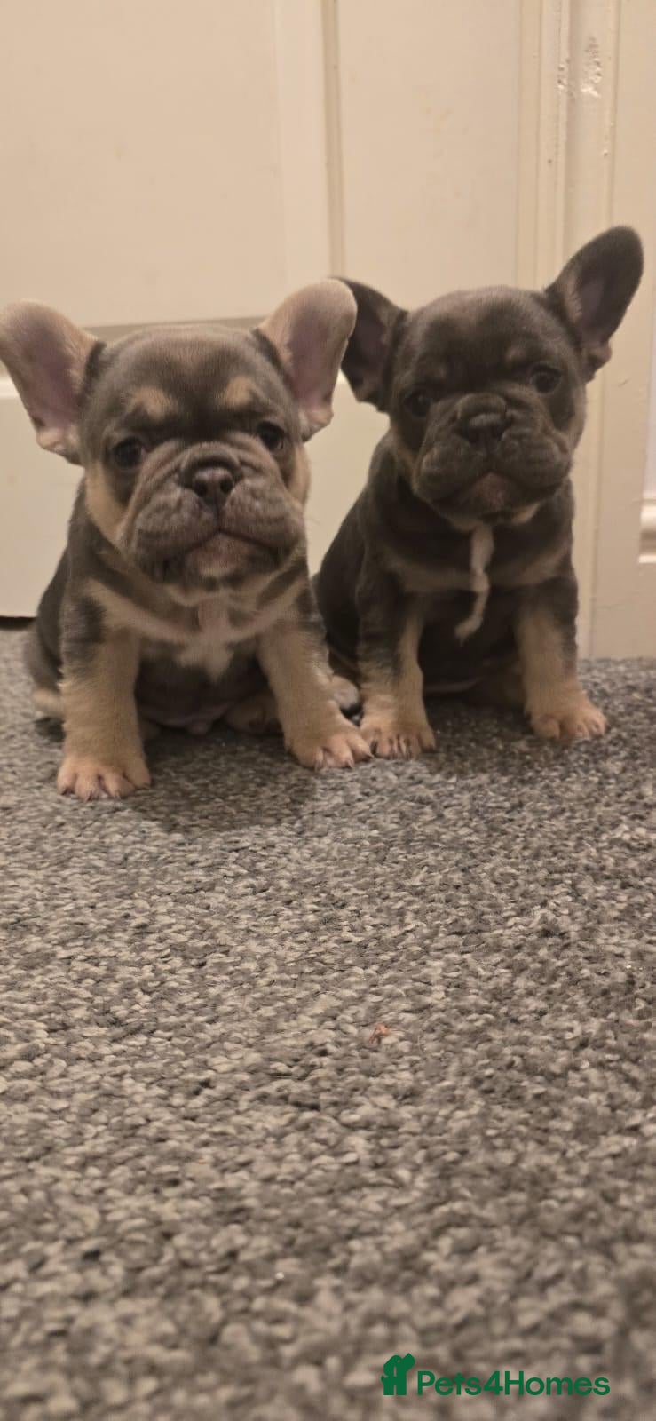 French Bulldog dogs 2 French Bulldogs puppies for sale  - Advert 2