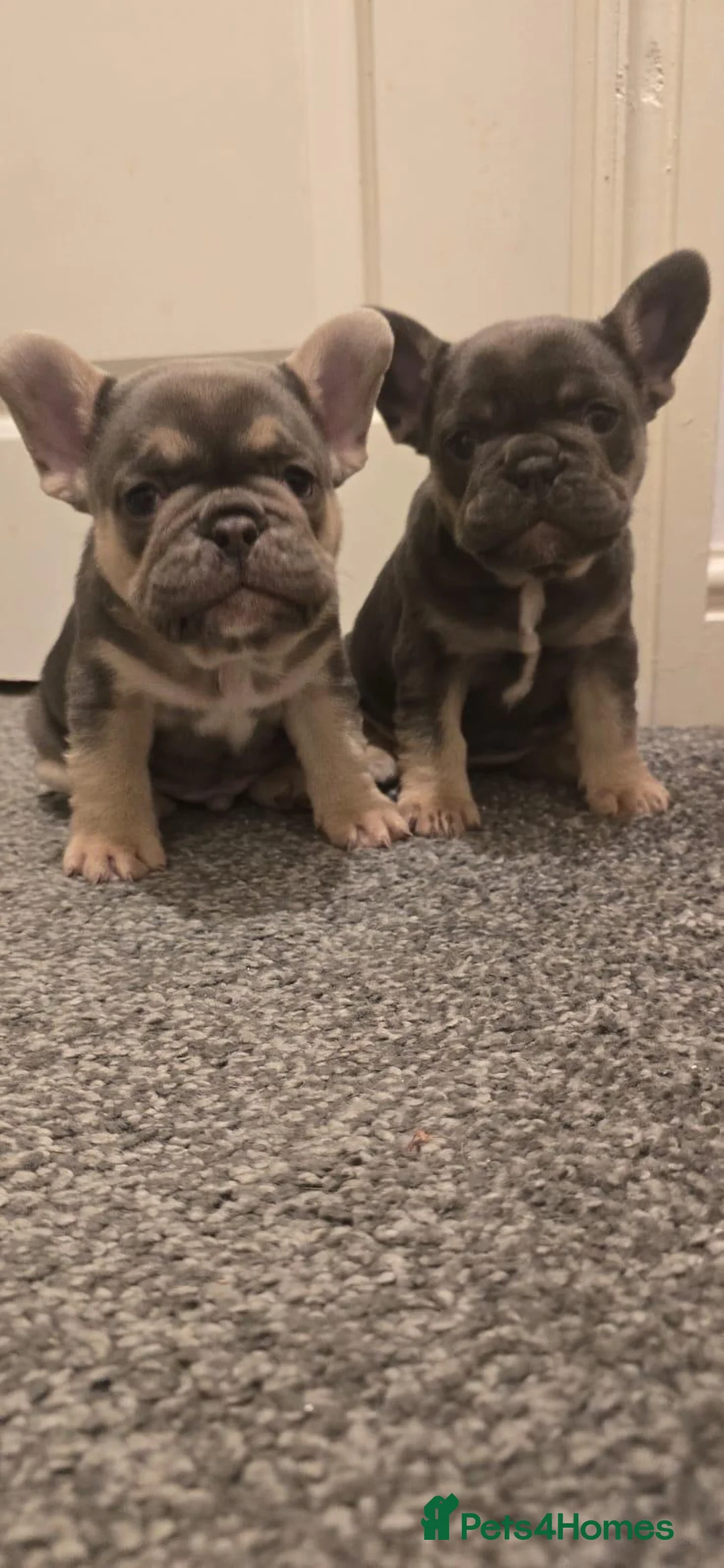French Bulldog dogs for sale: 2 French Bulldogs puppies for sale  - Advert 1