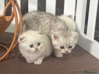 Munchkin cats TICA registered munchkin kittens - Advert 11