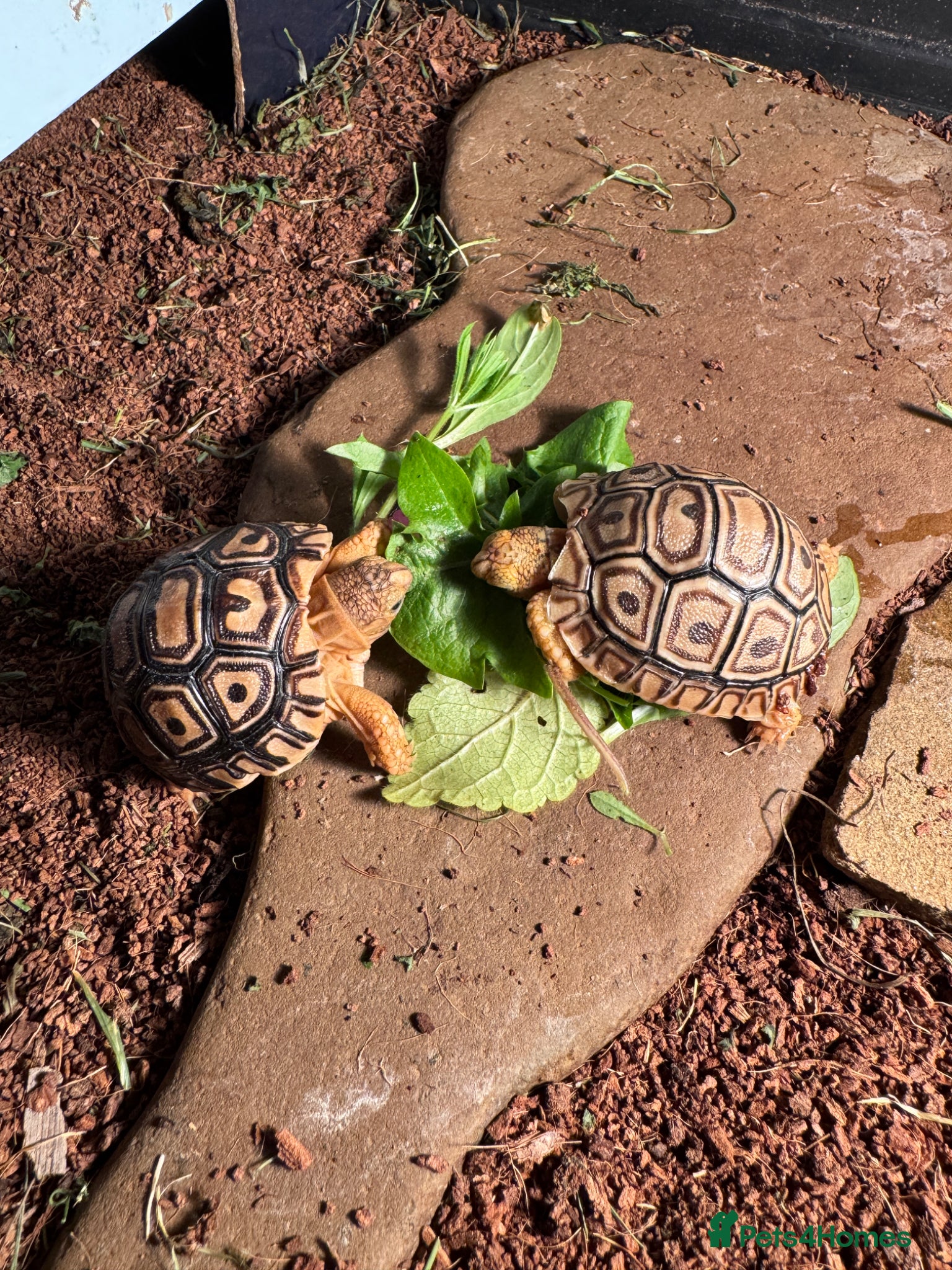 Tortoise reptiles 2 Baby Leopard tortoises  - Advert 8