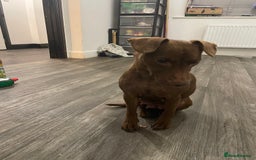 Patterdale Terrier dogs for sale: Parrerdale - Image 15