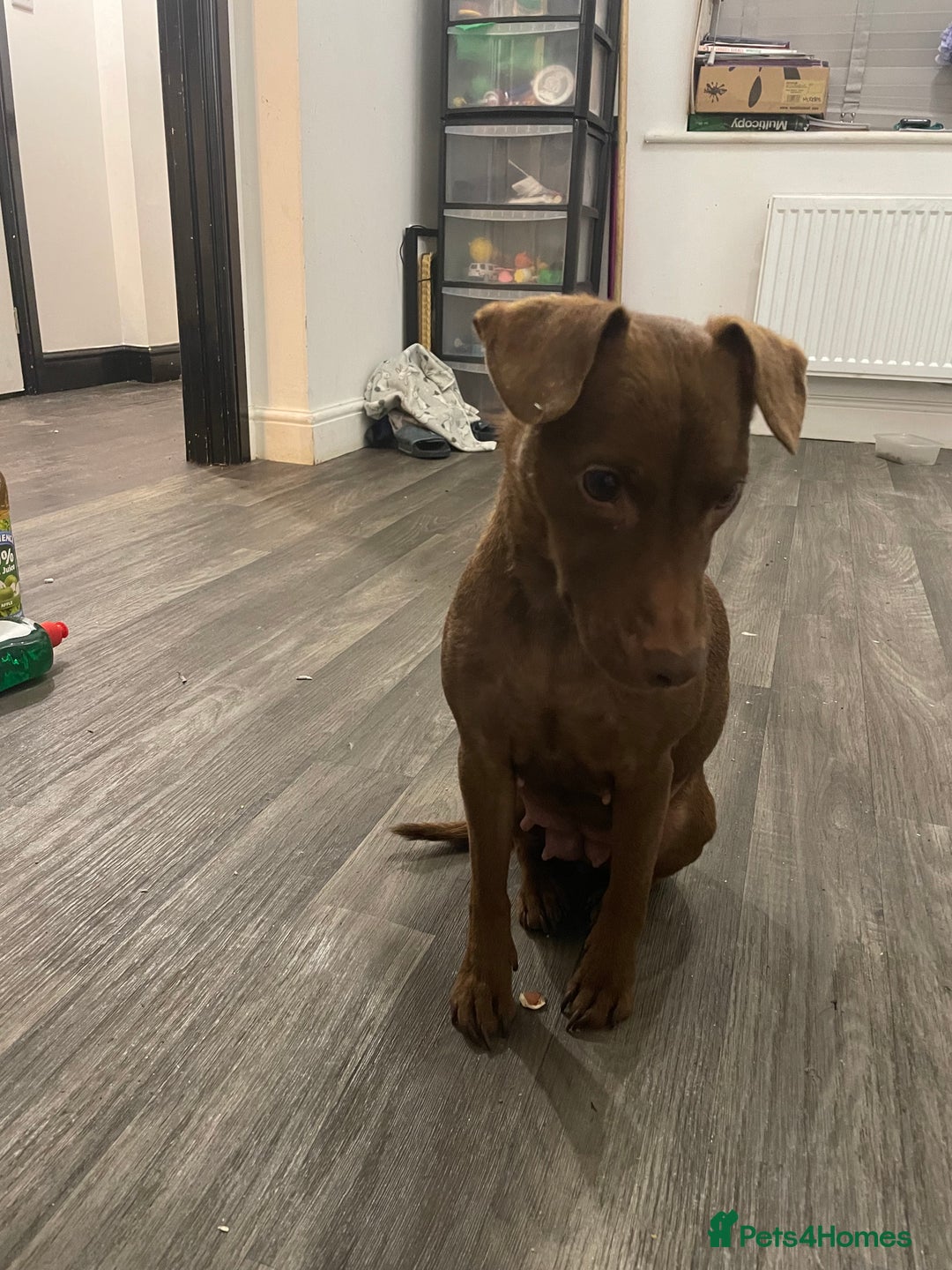 Patterdale Terrier dogs for sale: Parrerdale - Image 15