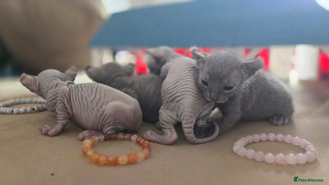 Sphynx cats for sale: Elf Sphynx Kittens  - Image 1