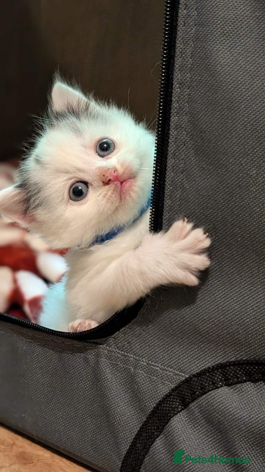 Turkish Angora cats for sale: Beautiful Turkish Angora cross kittens - Image 6
