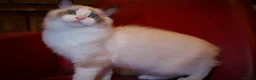 Ragdoll cats for sale: TICA championship Ragdoll Kittens  - Advert 5