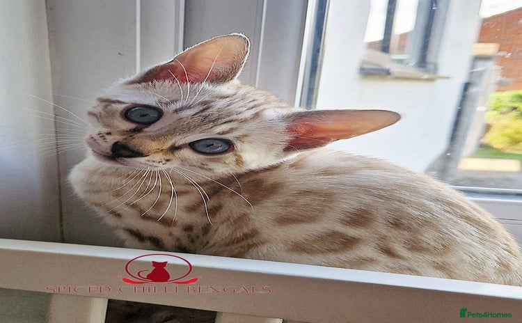 Bengal cats - Advert 1