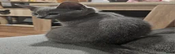 Russian Blue cats for sale: TICA Russian Blue  - Advert 7