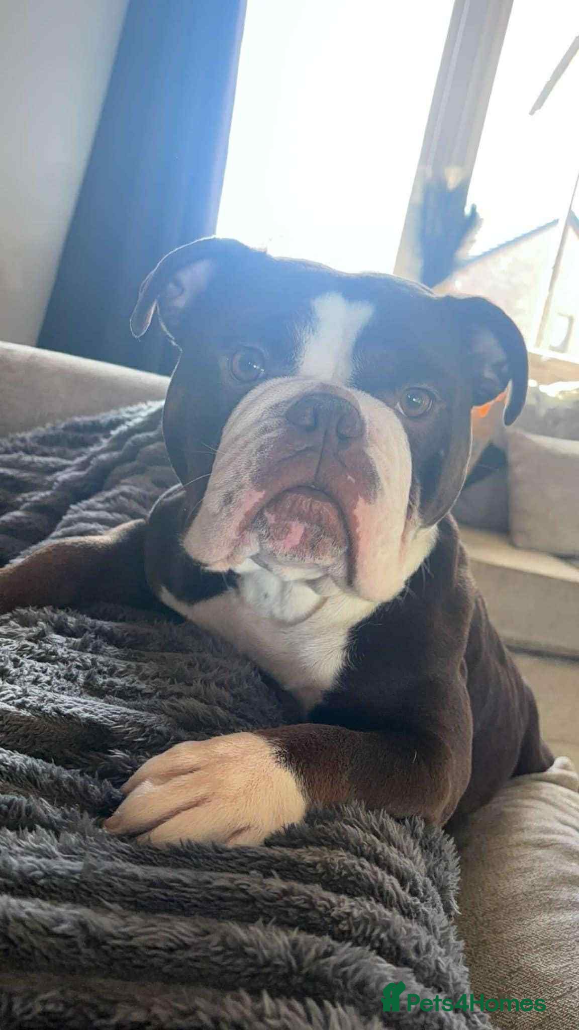 Olde English Bulldogge dogs Here is my girl CoCo - Advert 2