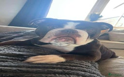 Olde English Bulldogge dogs for sale: Here is my girl CoCo - Advert 3