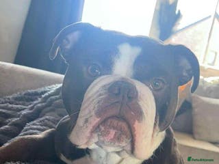 Olde English Bulldogge dogs Here is my girl CoCo - Advert 2