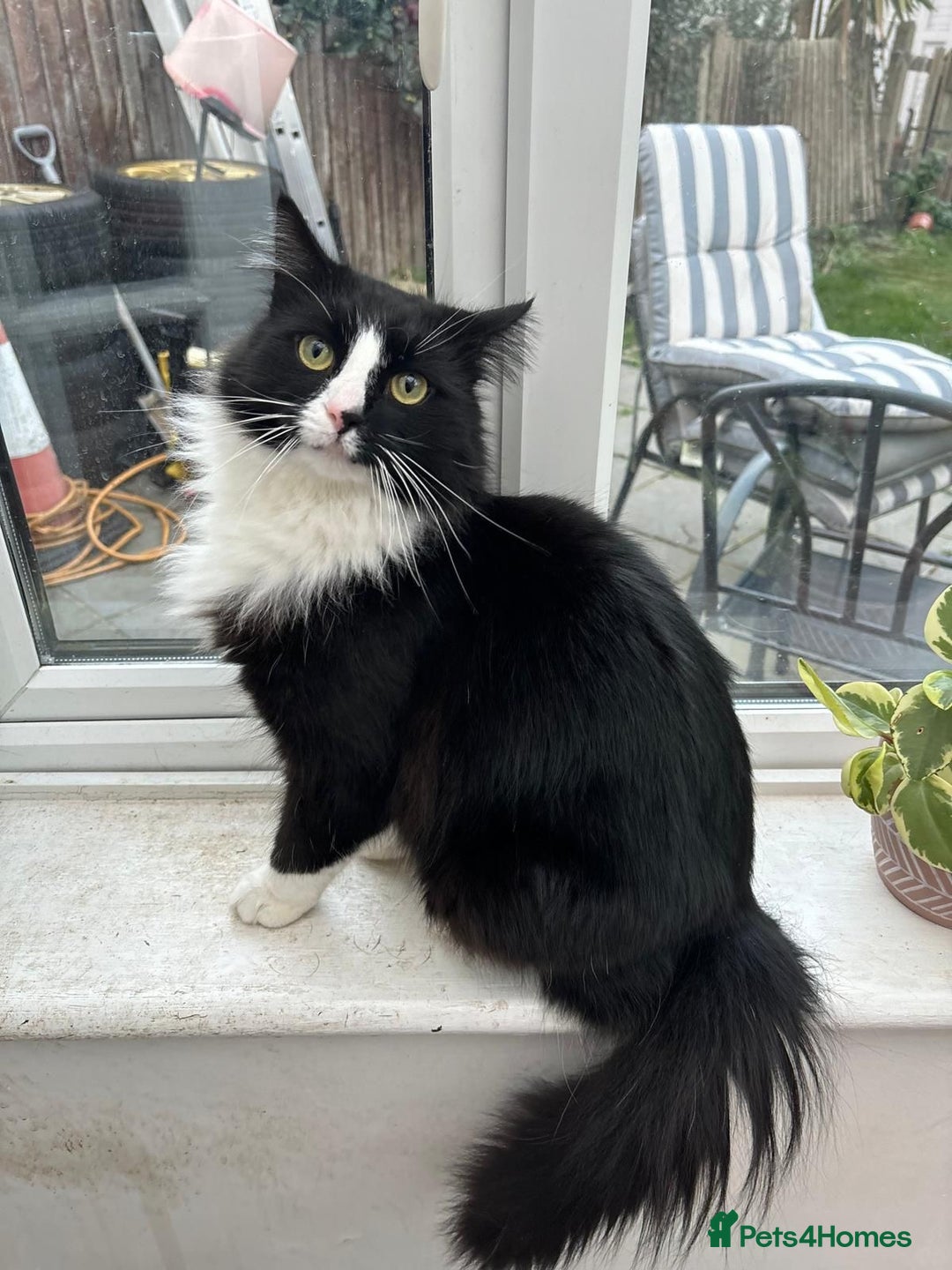 Mixed Breed cats for sale: 2 male cats NEED HOME ASAP  - Advert 2