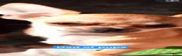 Chiweenie dogs for sale: Minature Daschund and Chihuahua Mix - Advert 17