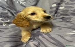 Cocker Spaniel dogs for sale: Beautiful puppy’s  - Image 2