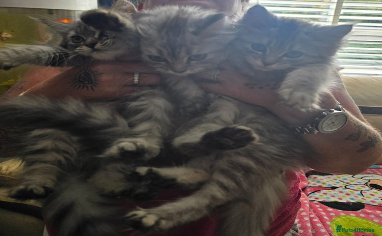 Maine Coon cats - Advert 16