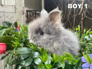 Lionhead rabbits Pure Breed Double Mained Lionhead Bunnies - Advert 15