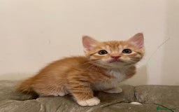 Mixed Breed cats for sale: kittens ready now  - Image 4