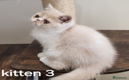 Exotic cats for sale: Registered Brothers  - Image 4