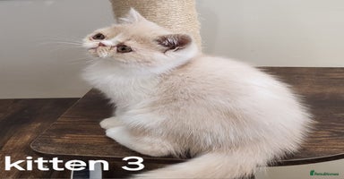 Exotic cats - Advert 1