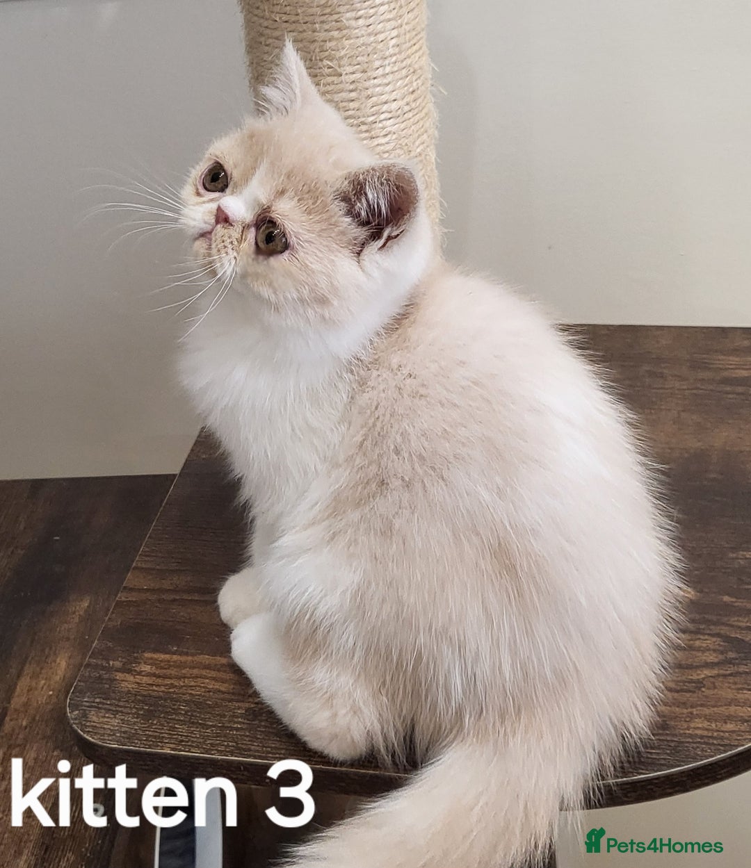 Exotic cats for sale: Registered Brothers  - Image 4